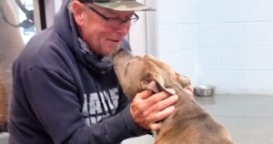 Perde il suo cane prima di partire per lavoro, un video da molto lontano li fa ricongiungere (VIDEO)