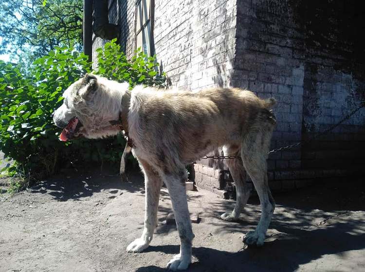 cagnolino randagio era un cucciolo smarrito