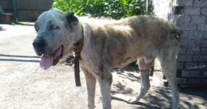 Viene rubato quando era un cucciolo, cagnolino ritrova la sua padrona dopo cinque anni da randagio (VIDEO)