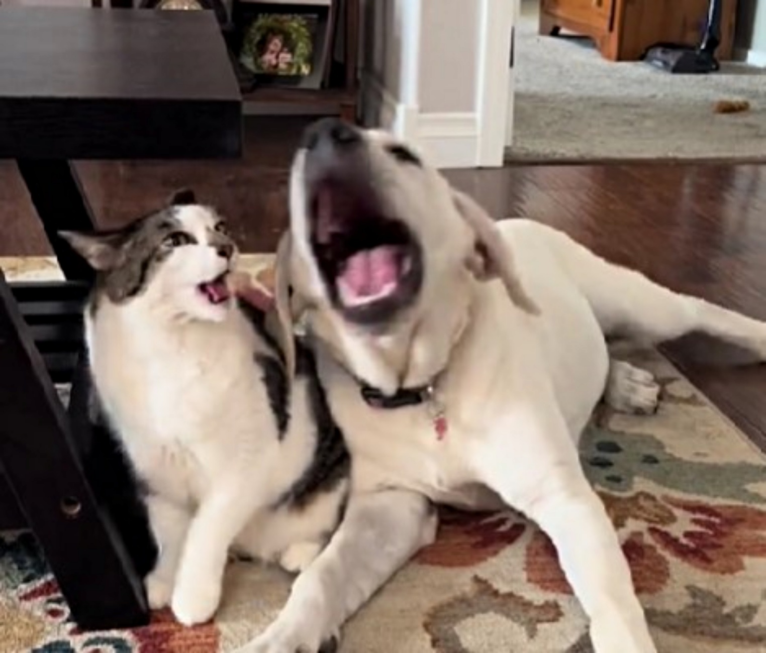 cane e gatto che litigano