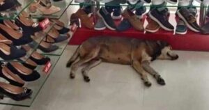 Cane entra in un negozio di scarpe e un cliente arrabbiato inizia ad insultarlo