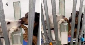 Chiusi in un box del canile, questi due cani si confortano a vicenda attraverso le sbarre (VIDEO)