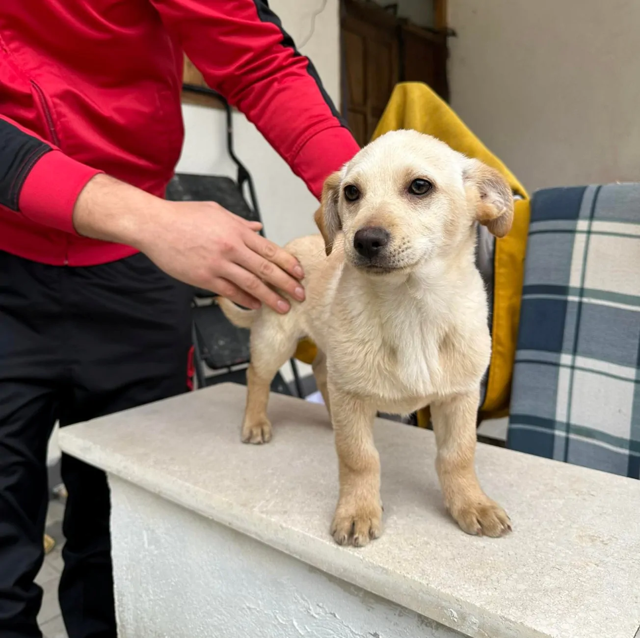 cagnolino triste cerca casa