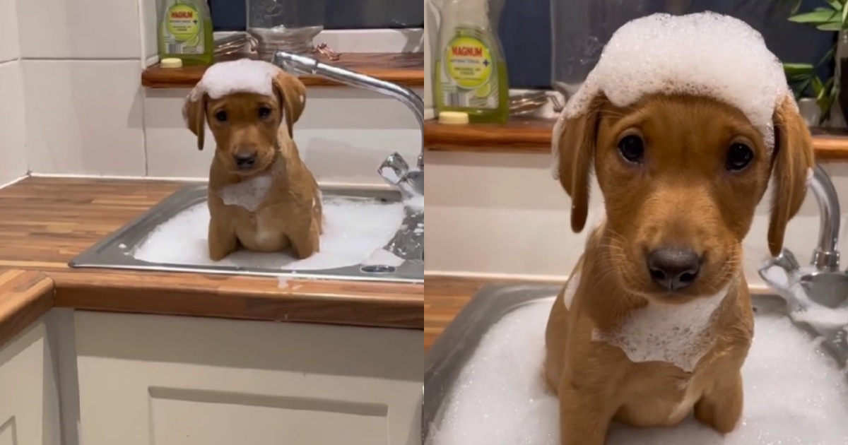 cucciolo di Labrador fa il bagnetto per la prima volta