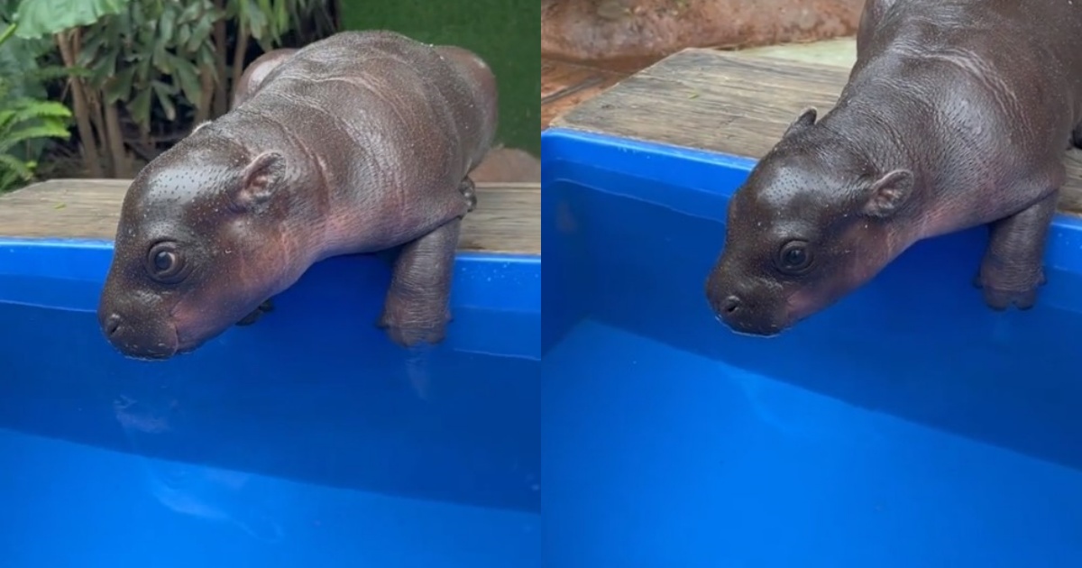 cucciolo di ippopotamo in acqua