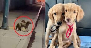 Due cuccioli abbandonati passano dal vivere al freddo in strada ad una casa amorevole (VIDEO)