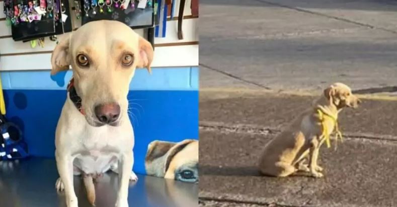 cagnolina abbandonata e malata