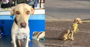 Abbandonata perché malata, una cagnolina attende invano tre giorni il ritorno della sua famiglia