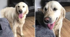 Golden Retriever ha camminato per 27 giorni desiderando di tornare dalla sua famiglia