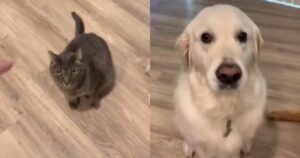 Golden Retriever ha le idee chiare: coccole per il suo amico cane, per il gatto invece altro (VIDEO)