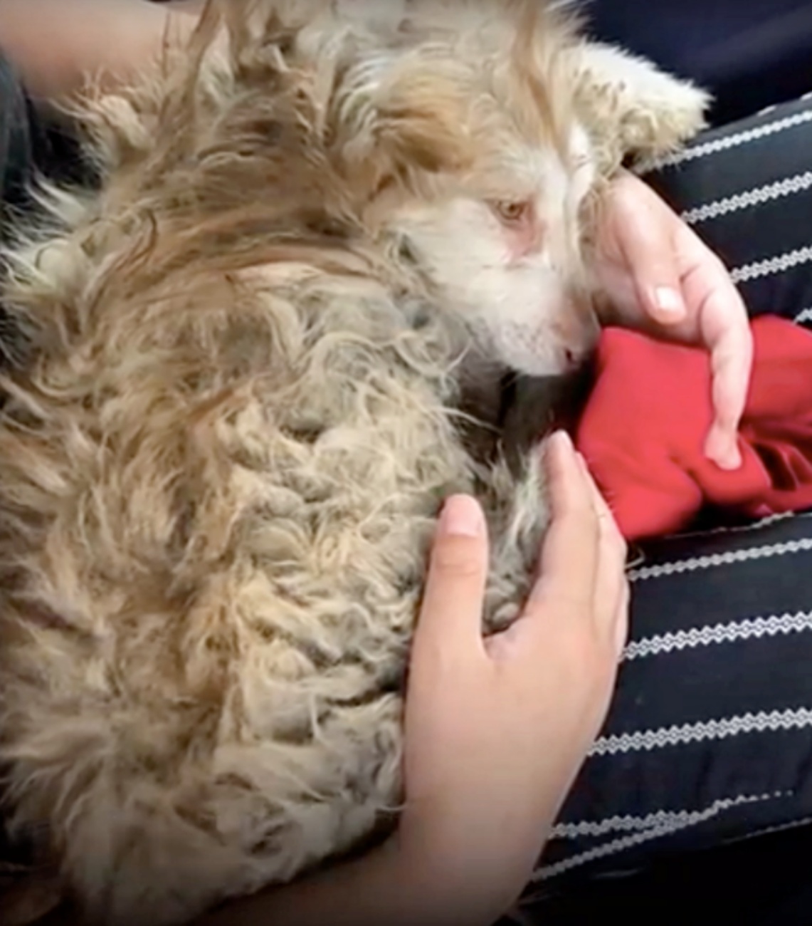 cagnolina appena salvata