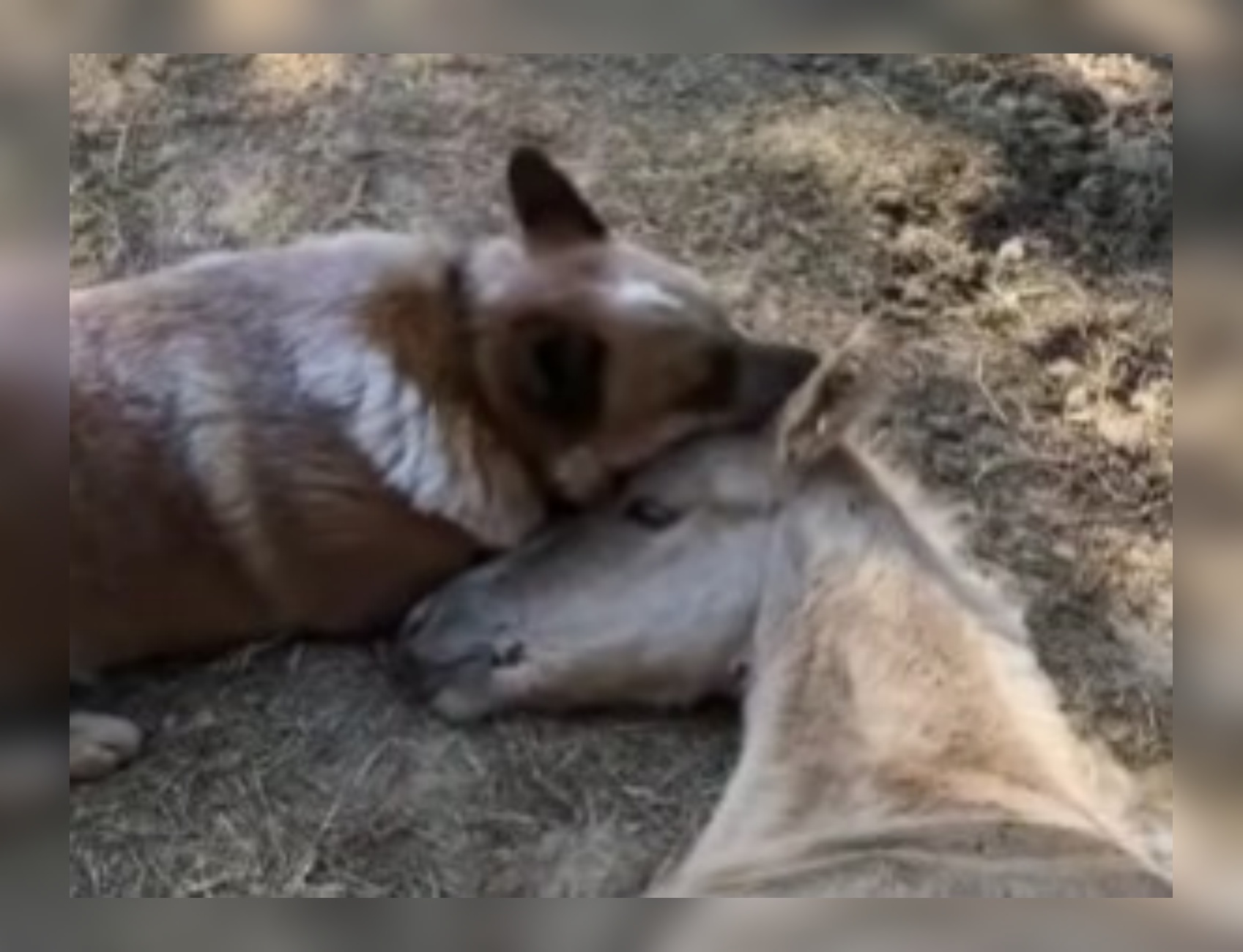 cane e cavallo