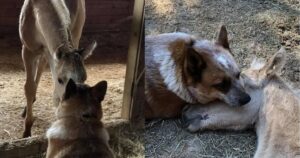 Il cagnolino conforta il puledro orfano dopo la morte della sua mamma (VIDEO)