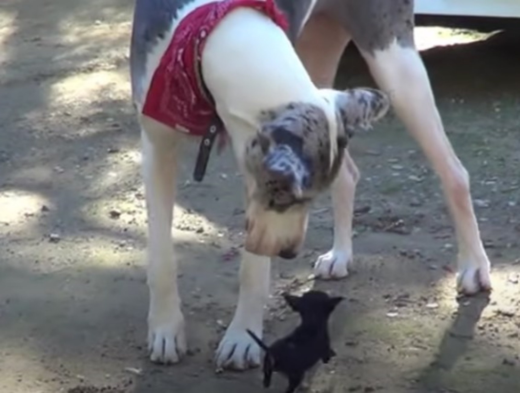 cagnolino minuscolo e Alano