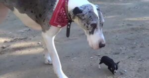 Il cagnolino minuscolo scappa dal rifugio per fare amicizia con un Alano enorme (VIDEO)