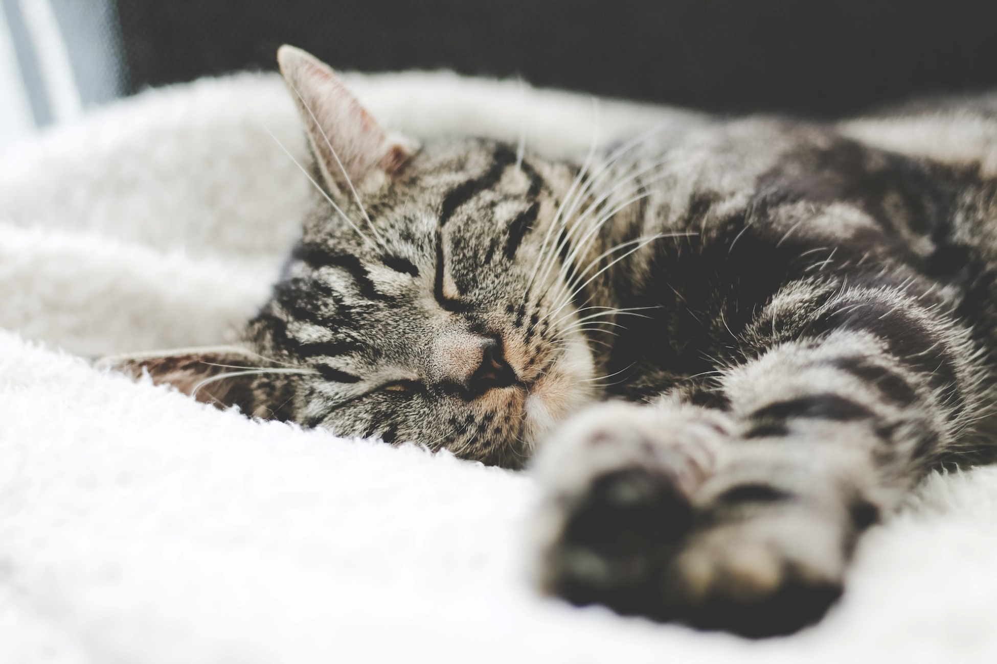 gatto sceglie umano per dormire insieme