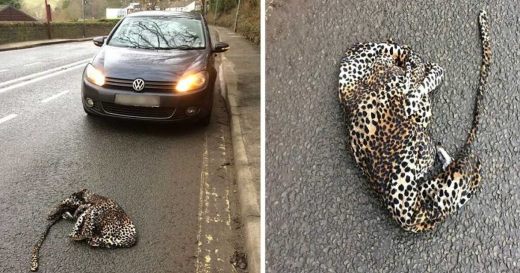 leopardo in strada