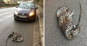 L’uomo ferma la sua auto per aiutare un leopardo in difficoltà, ma quando scende rimane senza parole