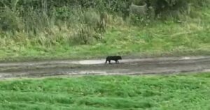 Molly, la cagnolina cieca era scomparsa, ma ha riabbracciato il suo umano grazie ad un drone (VIDEO)