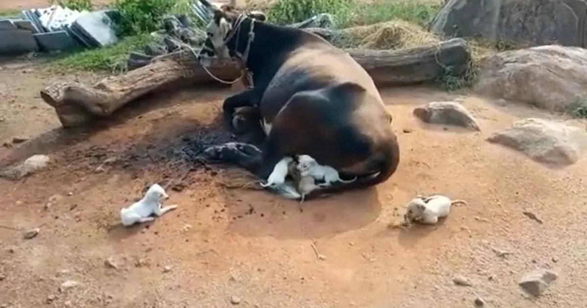 sette cuccioli di cane con una mucca