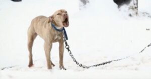 Pitbull incatenato alle neve chiede aiuto e l’agente di polizia (VIDEO)