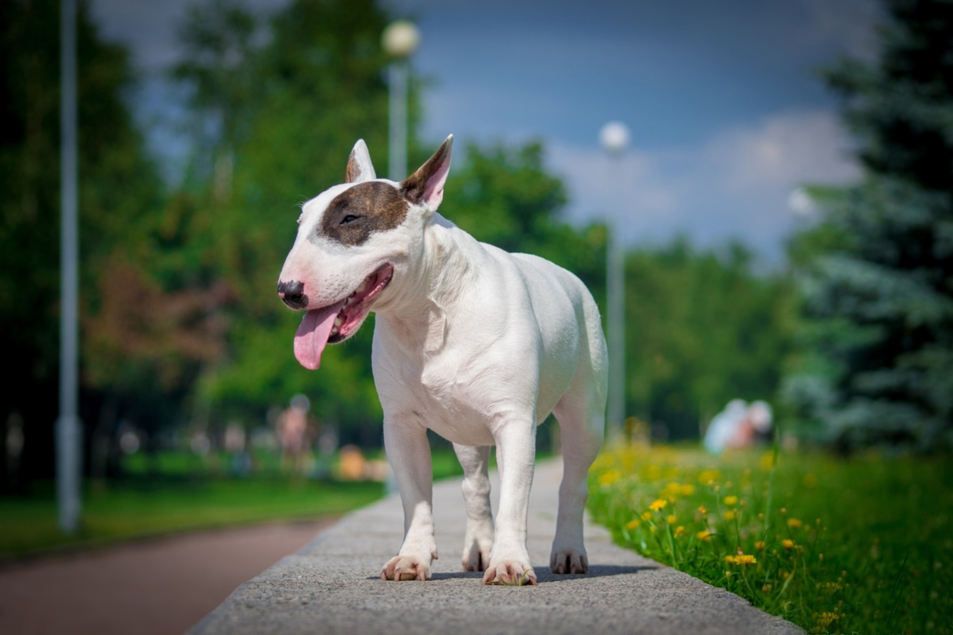 bull terrier