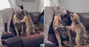 Rex, il cane che ha subito diversi maltrattamenti, ha dei fratelli speciali che lo aiutano a superare l’ansia (VIDEO)