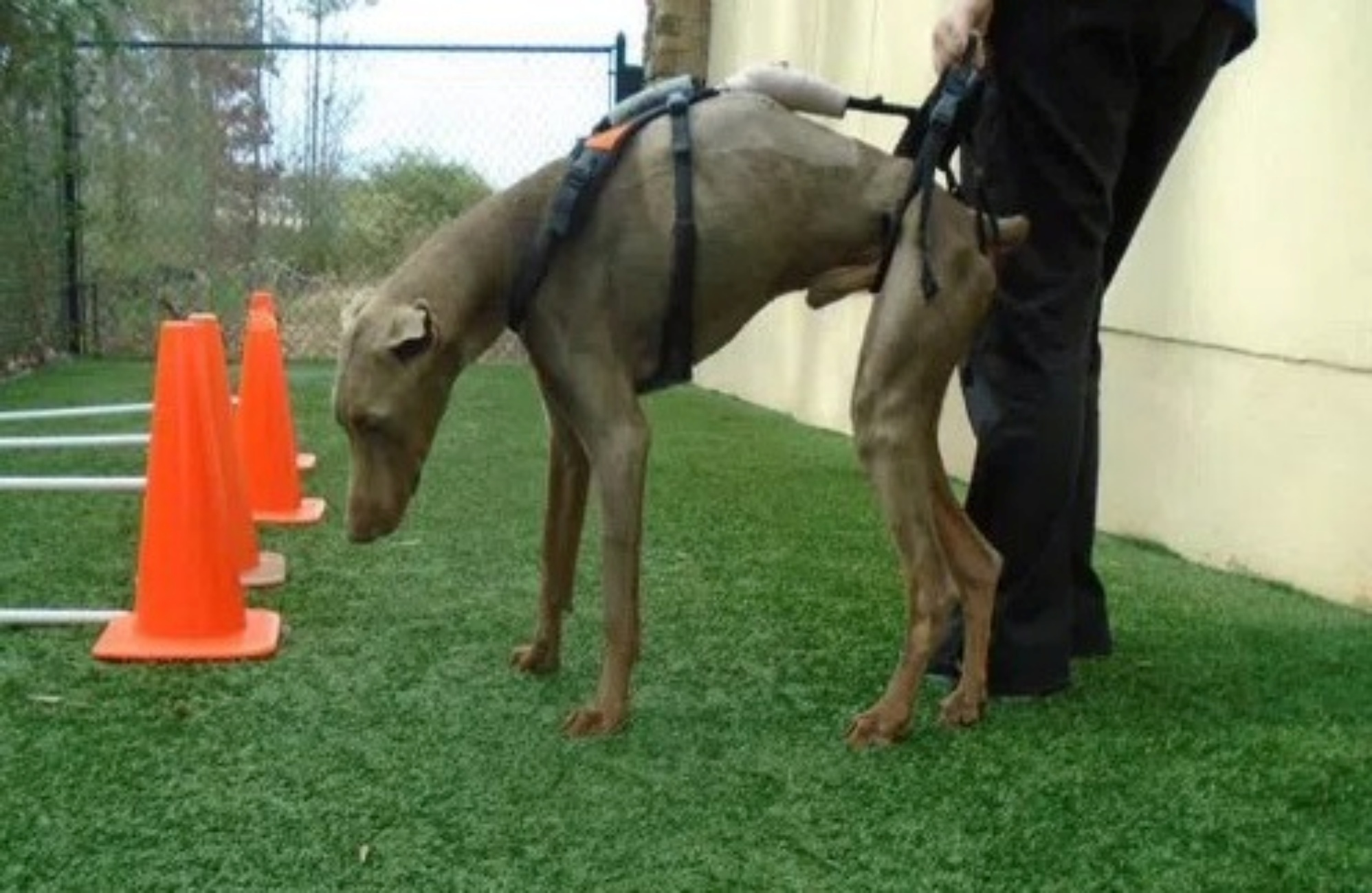 cane in riabilitazione