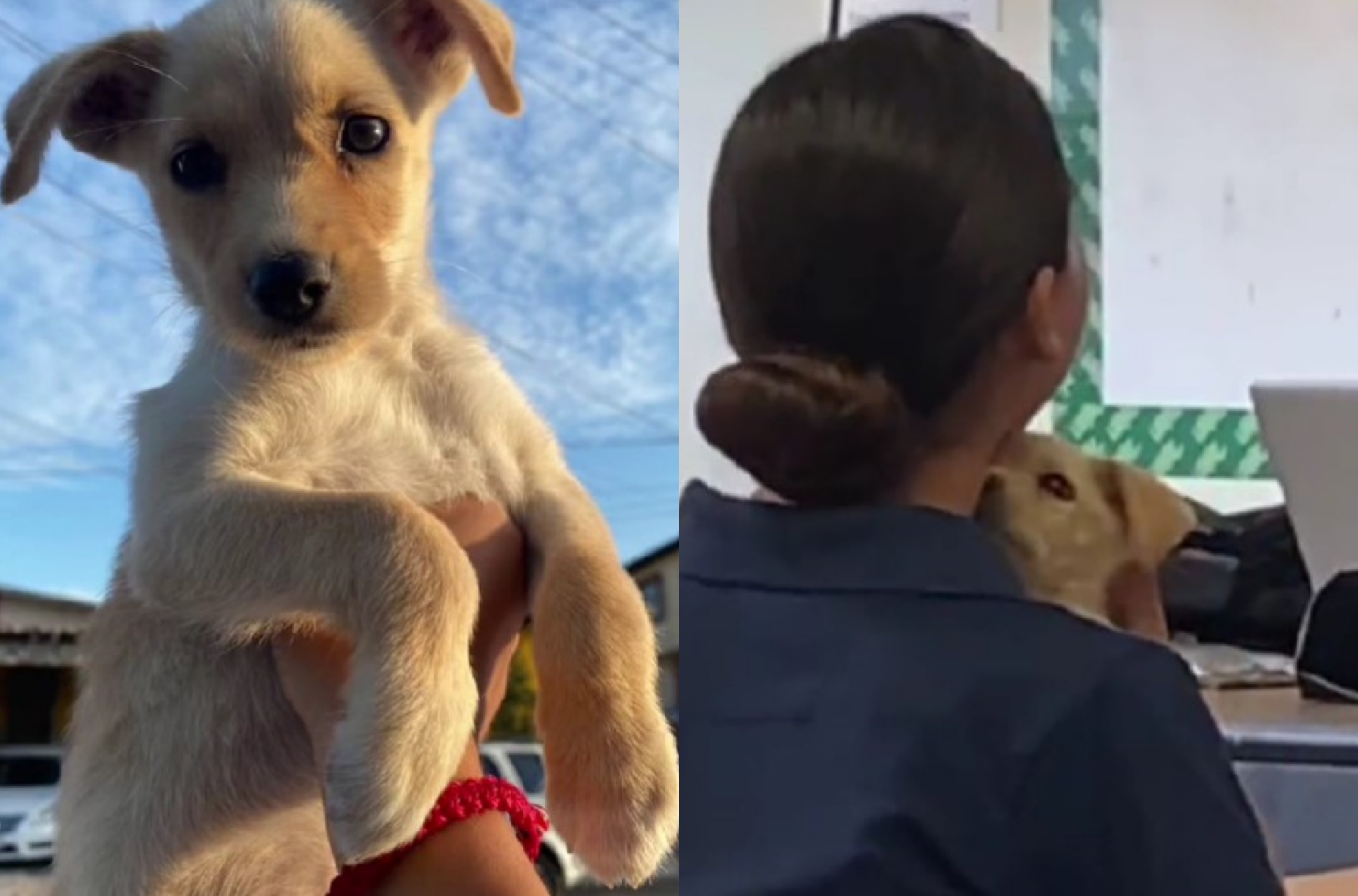 cane randagio adottato da studenti