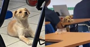 Studenti adottano un cane randagio: è il compagno di classe migliore del mondo (VIDEO)