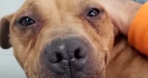 Dolcissimo Pitbull abbandonato viene salvato da un agente, una volta al rifugio non potranno separarsi (VIDEO)