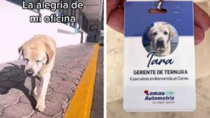 Cagnolina adottata da una concessionaria diventa un’adorabile mascotte e la “responsabile alla tenerezza” (VIDEO)