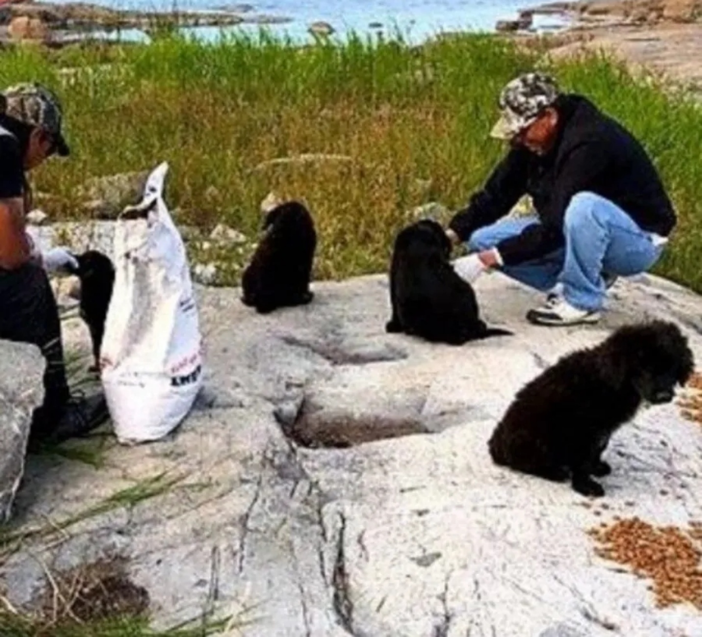 cuccioli su un'isola