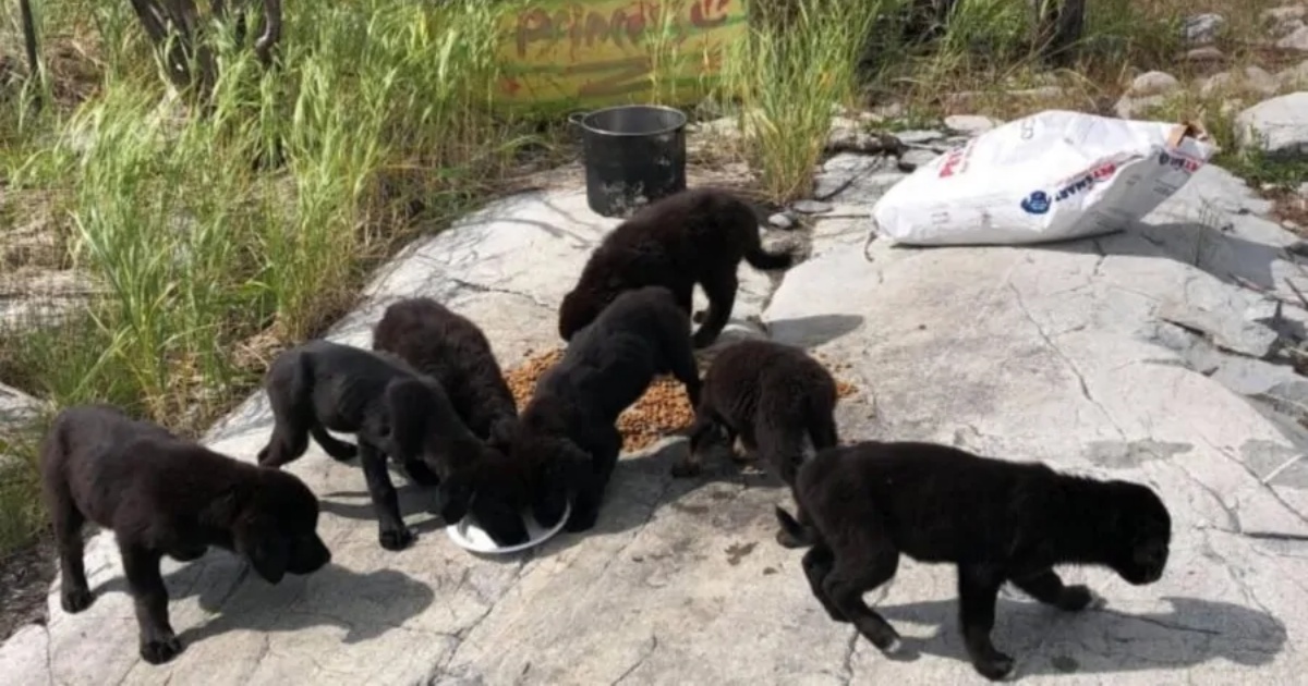 cuccioli abbandonati su un'isola deserta