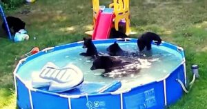 Volevano usare la piscina, ma scoprono che è già occupata da una famiglia di orsi (VIDEO)