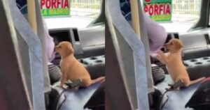 Autista porta il suo cane sull’autobus durante il giorno, e gli ha anche regalato un cuscino (VIDEO)