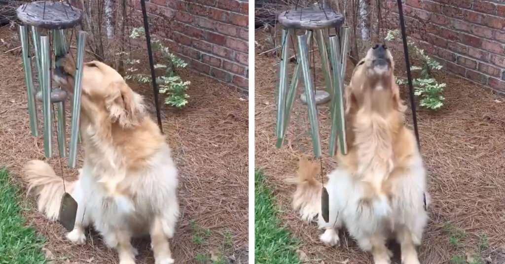 cagnolino Golden Retriever che canta