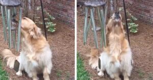 Mai visto un Golden Retriever che sa cantare? Blue è diventato una star del web (VIDEO)