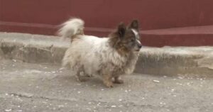 Cagnolina quasi cieca aspetta per 10 anni la sua famiglia nello stesso posto in cui l’hanno abbandonata