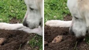 Cagnolina saluta sempre la sua amica talpa quando fa le passeggiate al parco (VIDEO)