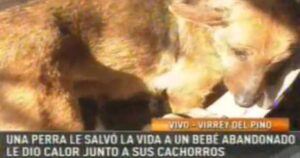 Una cagnolina randagia salva la vita a una neonata e la tiene al caldo insieme ai suoi cuccioli (VIDEO)