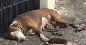 Cagnolina incinta viene abbandonata per strada, il parto sarà una montagna davvero dura da scalare (VIDEO)