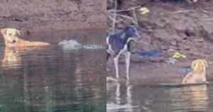 Cagnolino si getta nel fiume pieno di coccodrilli ma quello che accade dopo somiglia a una fiaba (VIDEO)