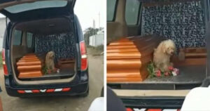 Cagnolino fedele insiste per restare al fianco della sua padrona mentre lei riposa in pace (VIDEO)