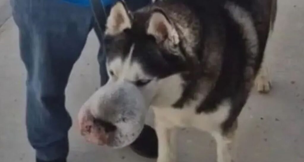 cagnolino con massa tumorale