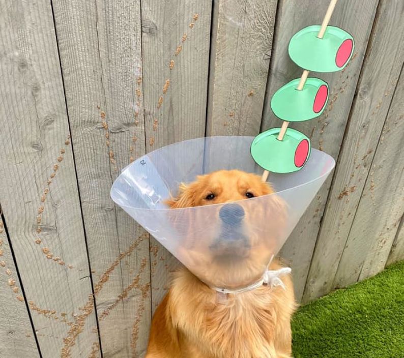 cagnolino Finn con il collare elisabettiano