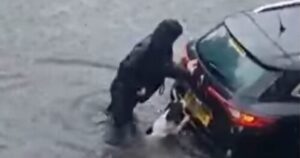 Cagnolino eroico aiuta la sua padrona a spostare l’automobile nel mezzo di un’alluvione (VIDEO)