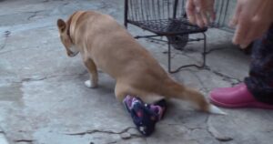 Nonna piange quando viene separata dal cane paralizzato che ha adottato