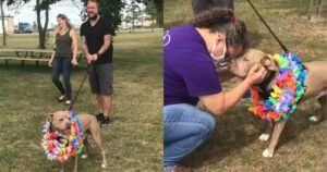 Il cane più affettuoso del rifugio viene adottato dopo aver aspettato per ben 500 giorni una famiglia (VIDEO)