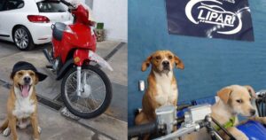 La concessionaria ha dei meravigliosi addetti alla promozione delle auto: due adorabili cani, Tomi e Pili